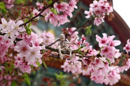 Cherry blossoms tianyuan palace spring photo