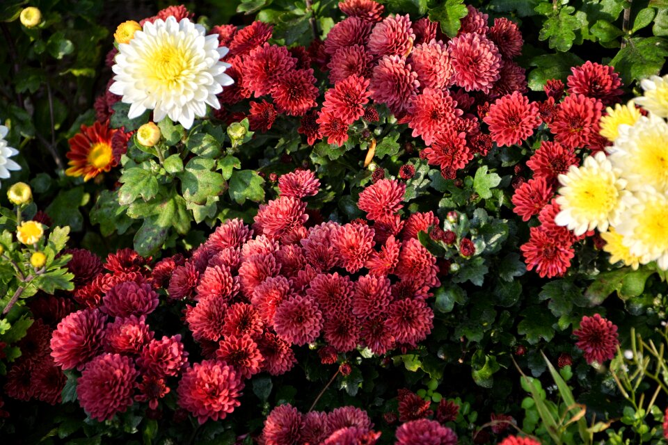 Flowers plant macro