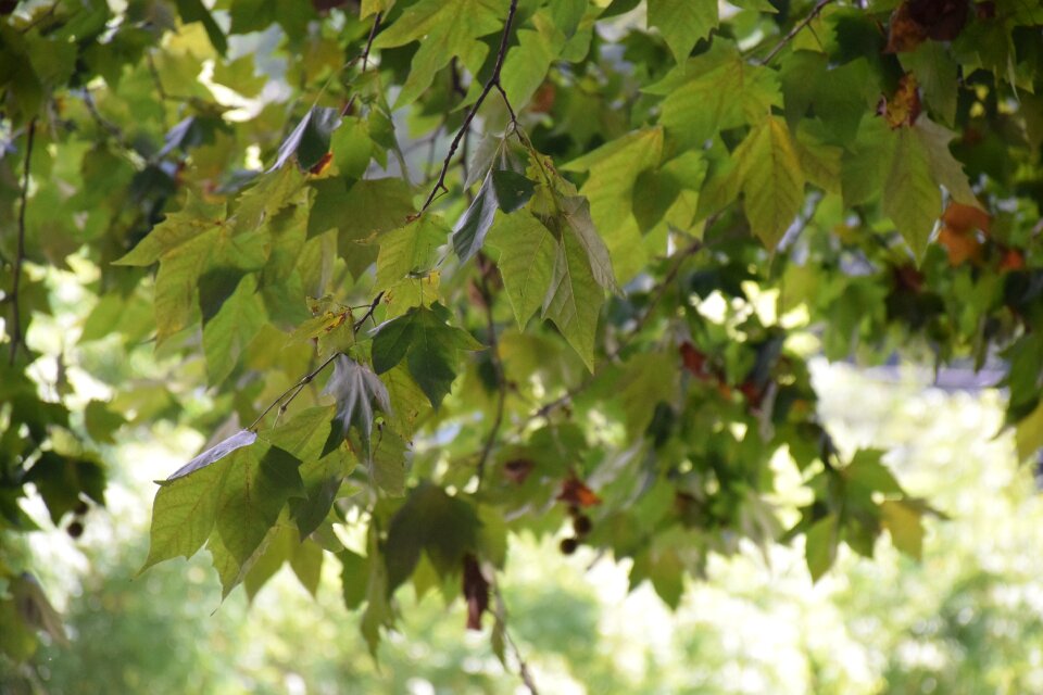 Early autumn maple background
