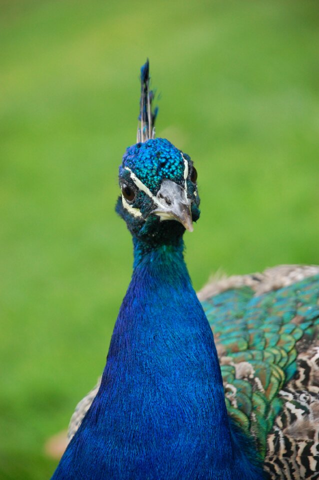 Peacock bird animals