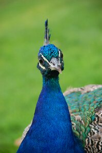 Peacock bird animals