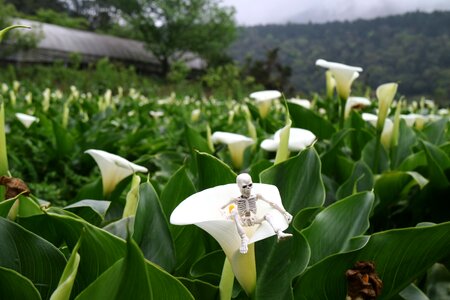 Calla skulls sun ming shan