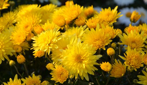 Flowers plant macro