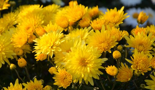 Flowers plant macro photo