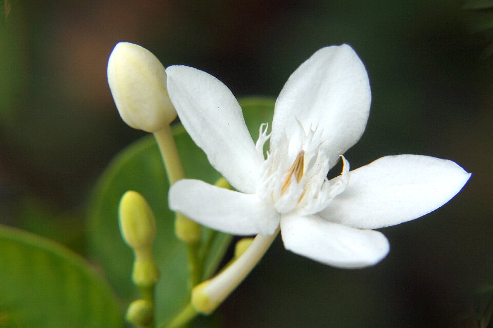 White apricot flower buds apricot white