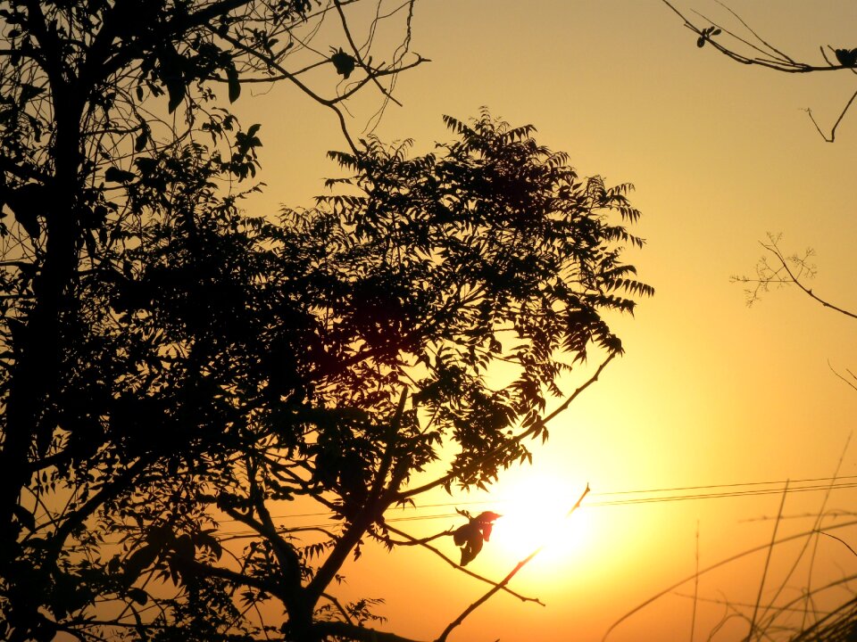 Nature light sun