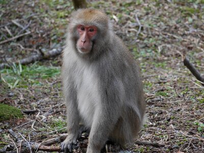 Natural mountains of japan animal