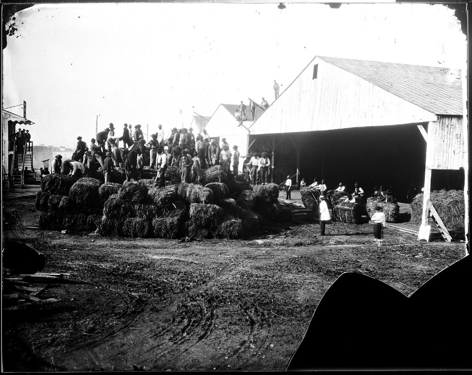 Headquarters. Haypile of the Department. Army of the Potomac, Va. - NARA - 528921