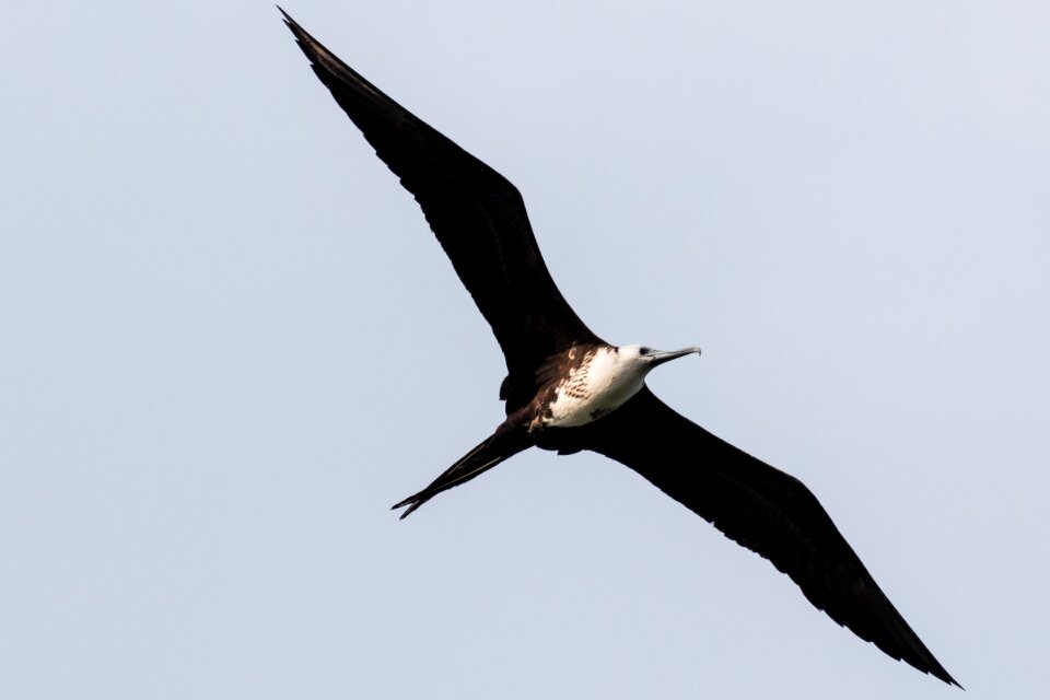 Birding bird nature
