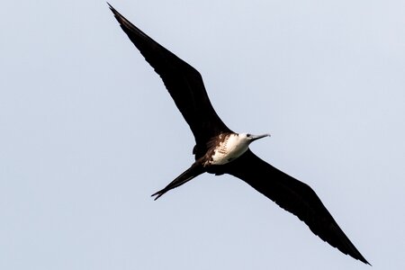 Birding bird nature photo