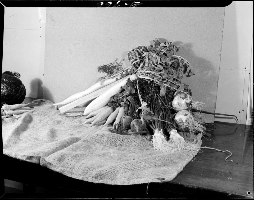 Heart Mountain Relocation Center, Heart Mountain, Wyoming. Of the many crops grown by the Agricultr . . . - NARA - 539595