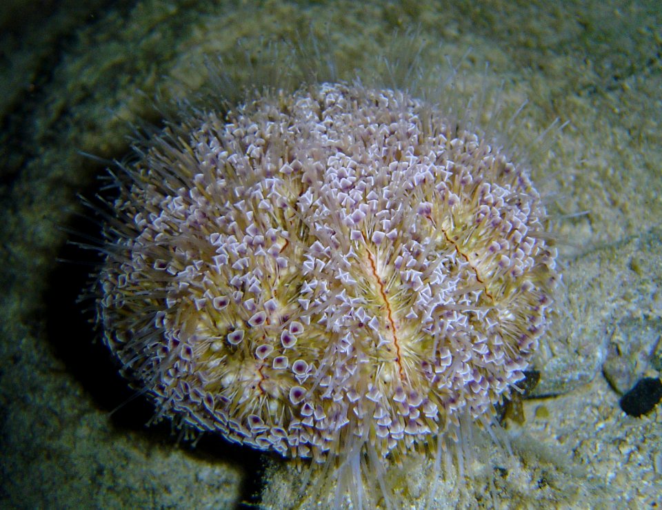 Heart urchin (Toxopneustes pileolus) (reef099537836)