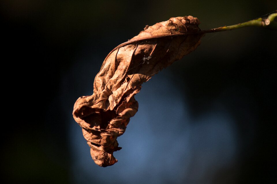 Tree branch transience