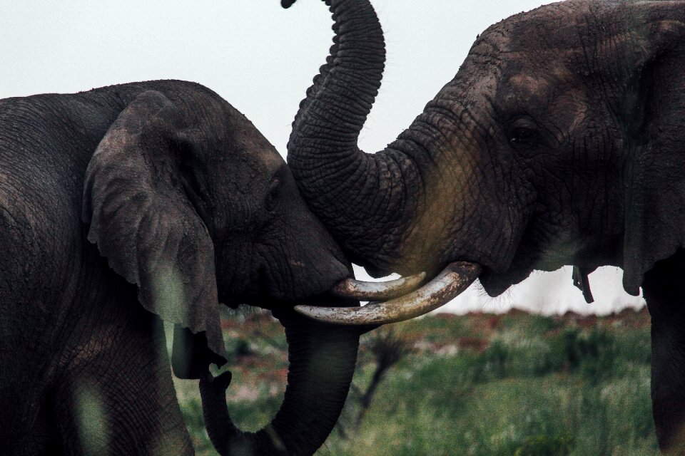 Elephants mammal animal