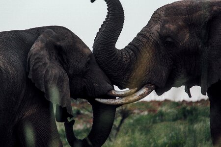 Elephants mammal animal