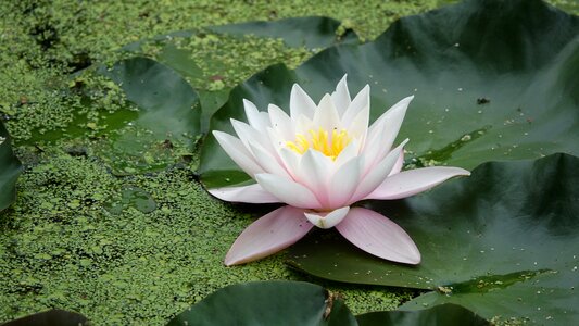 Water lily forest of mervent in the vendée Free photos