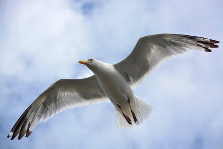 Sky seabird sea photo