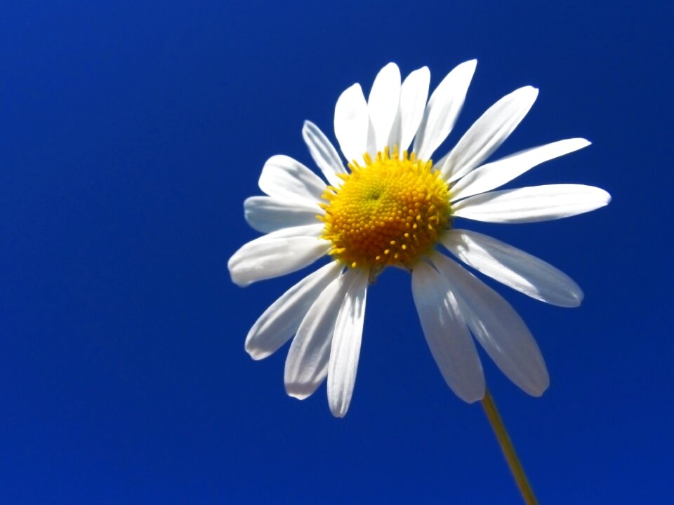 Summer white flowers white daisies