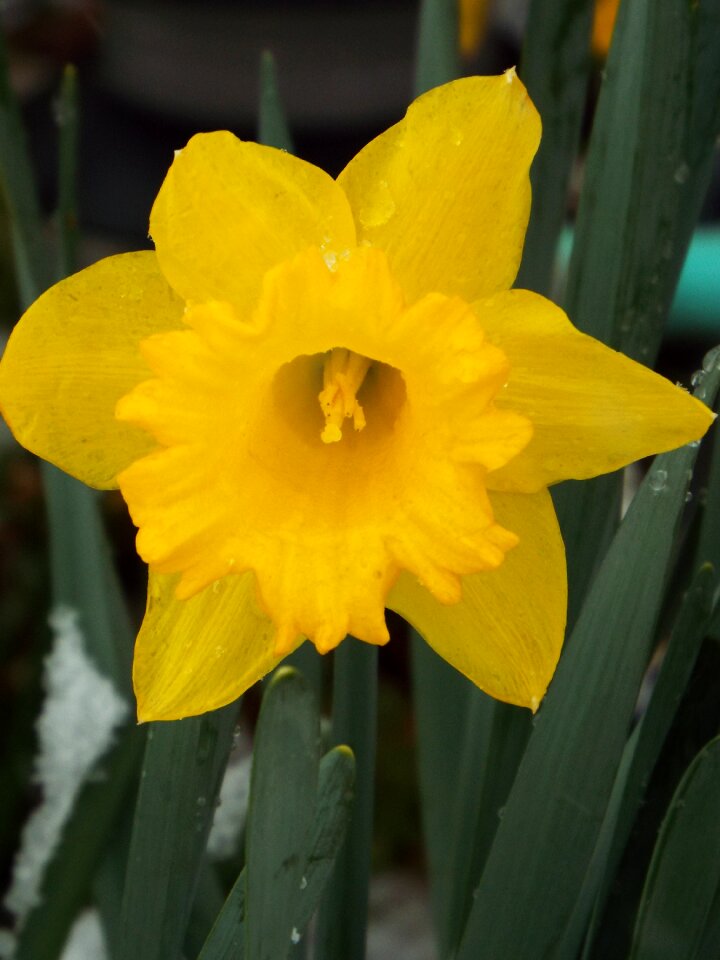 Spring flower daffodil