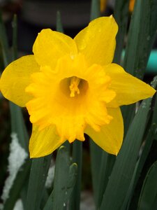 Spring flower daffodil photo