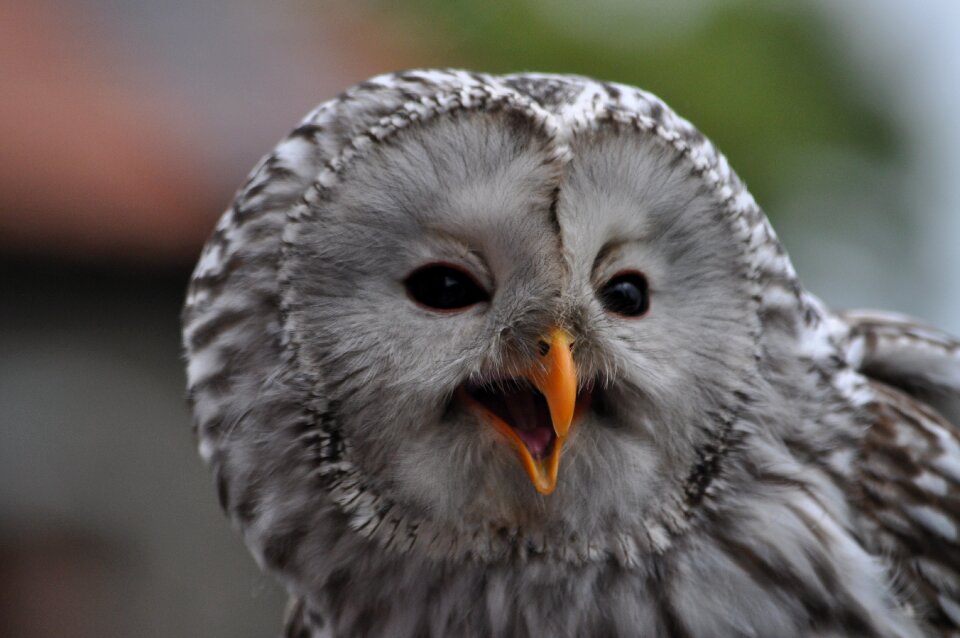 Falconry nature animal world