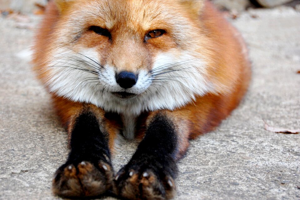 Animal wild animals 犬科