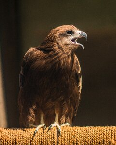 Prey predatory falconry photo
