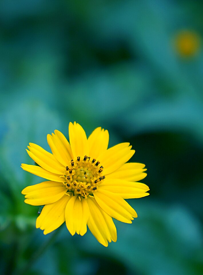 Chamomile wild yellow flowers yellow daisies