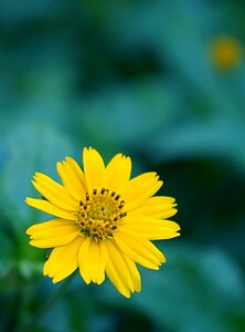 Chamomile wild yellow flowers yellow daisies photo