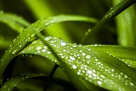 Green wet nature