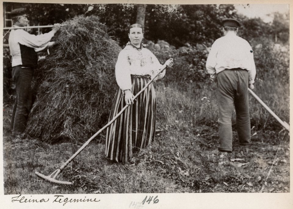 Heina tegemine, AM13813F11684 146