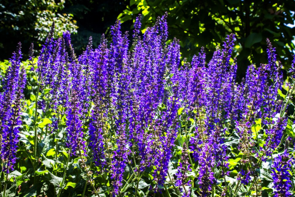 Flora summer garden