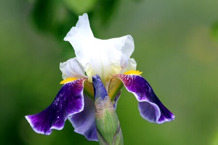 Garden iris bloom photo