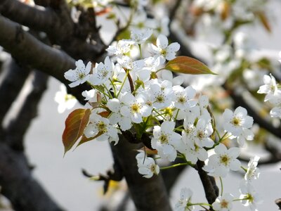 Cherry blossom flowers sakura photo