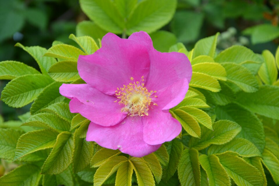 Nature pink poppy botany