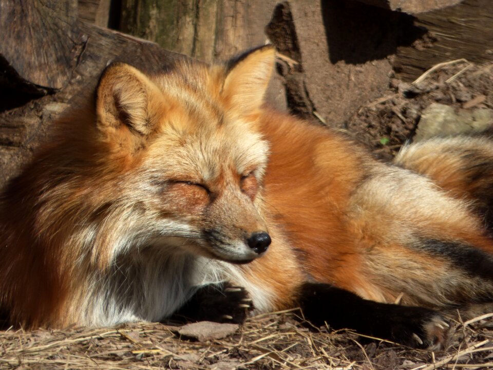 Fauna nature wild animal