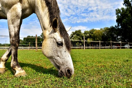 Grass meadow pasture photo