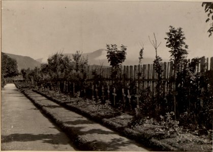 Heldenfriedhof in Villach. aufgenommen am 1. Juli 1916. (BildID 15476805)