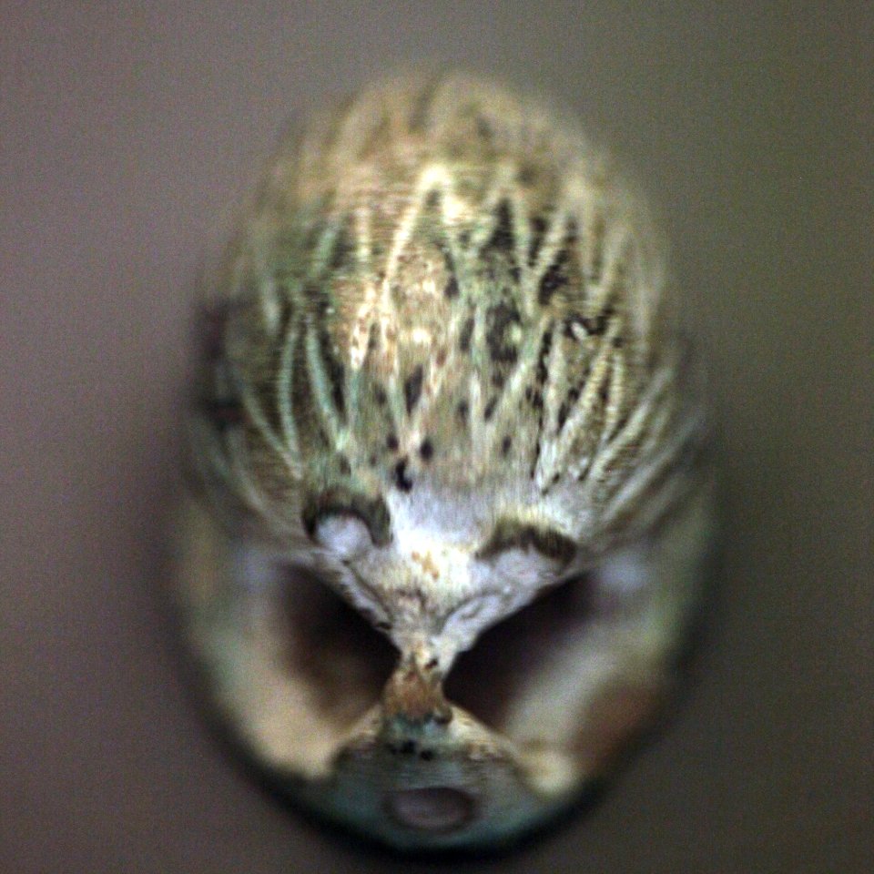 Hedgehog-A 2004-0072-IMG 1100