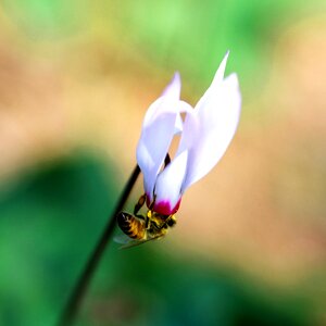 Bee nectar ciclamini