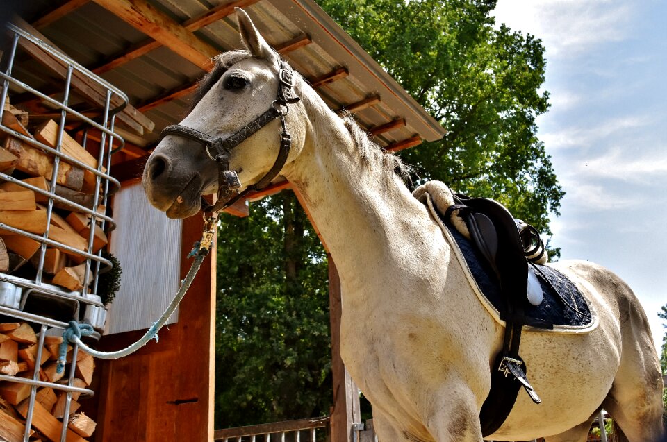 Horse pony white horse