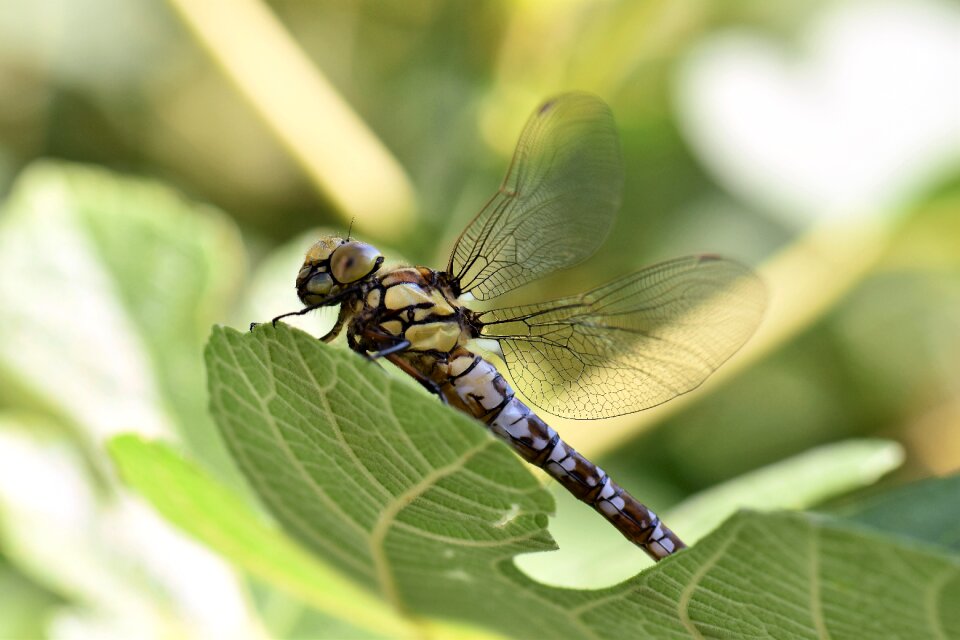 Nature wing close up