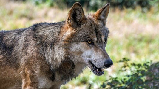 Predator animal wild
