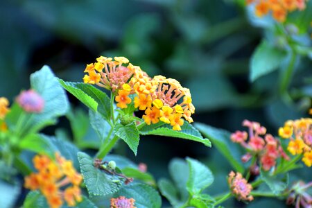 Lantana camara red-sage flower tickberry photo