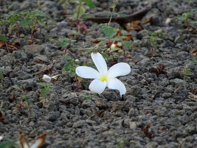 Nature beauty yellow