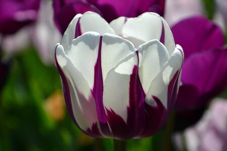 Tulip garden color