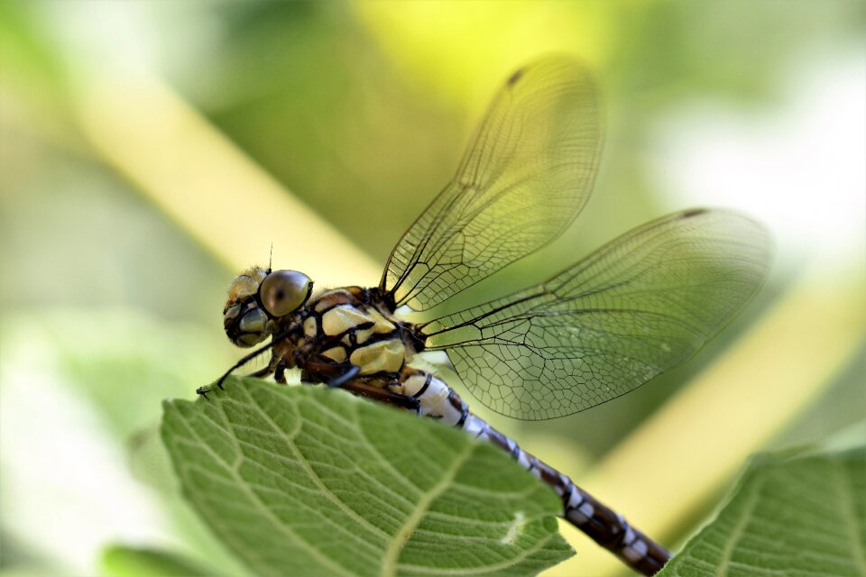 Nature wing close up