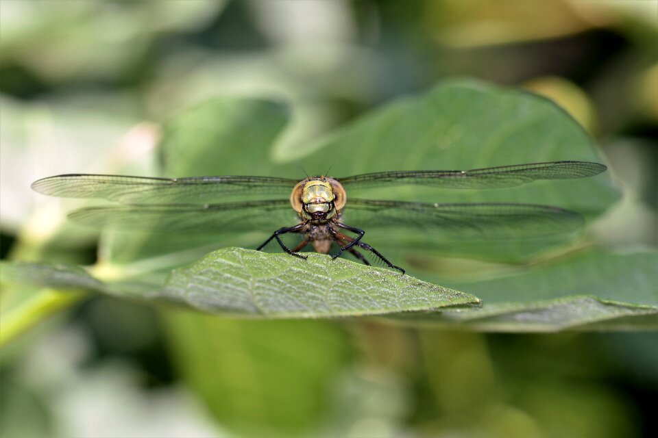 Nature wing close up