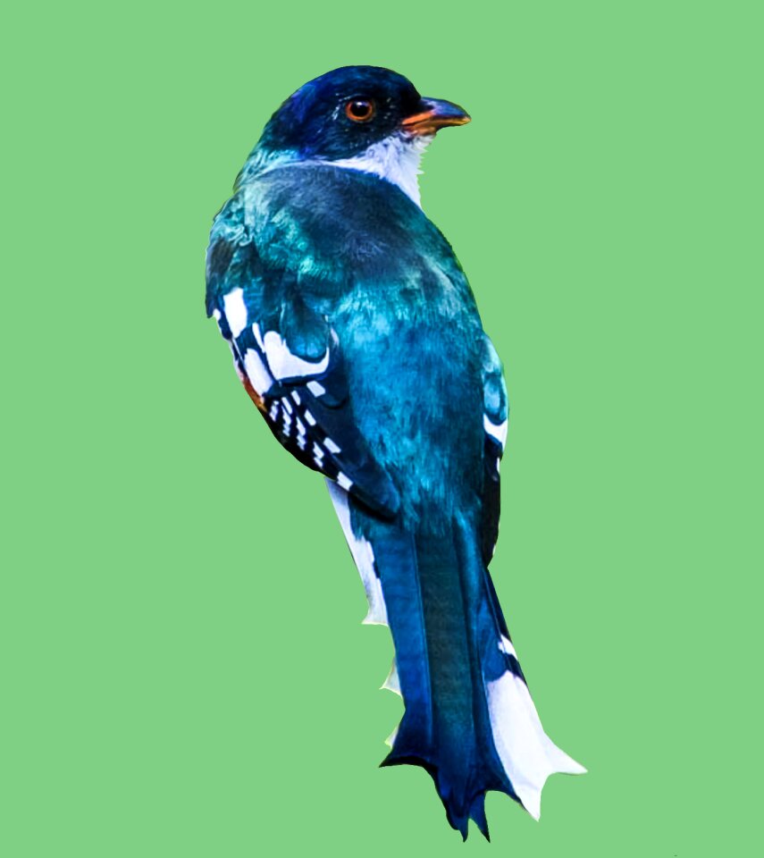 Tocororo endemic birding