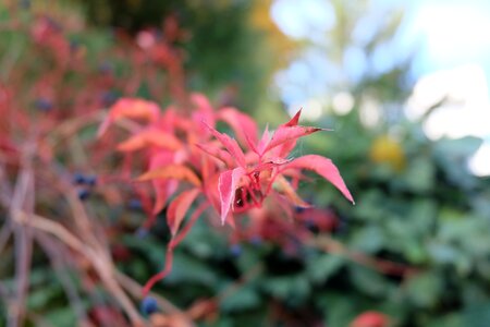 Colors blurred october